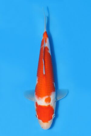 Kohaku - SK-STT28