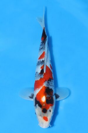 Showa - SK-SEK16