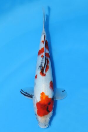 Showa - SK-SEK18