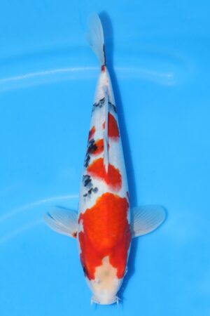 Showa - SK-SEK22