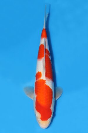 Kohaku - SK-MTS19