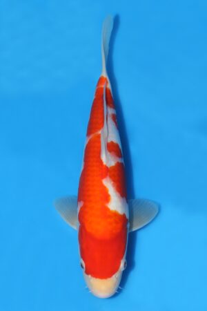 Kohaku - SK-MTS22