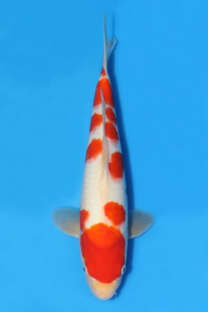 Kohaku - SK-MTS23