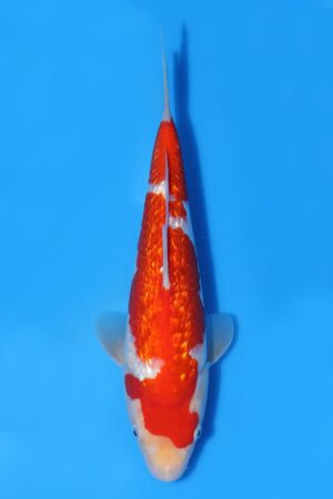 Gin Rin Kohaku - SK-TZO11