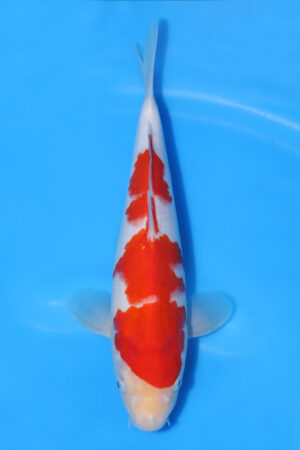 Kohaku - SK-TRA12
