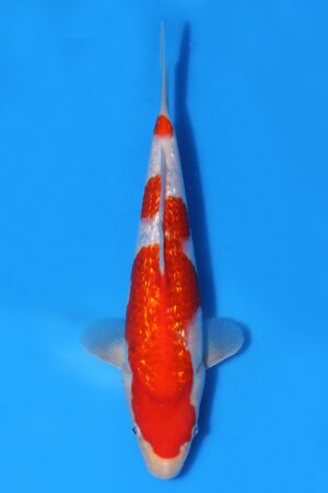 Gin Rin Kohaku - SK-TZO18