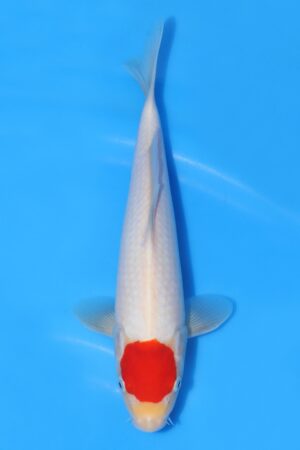 Tancho Kohaku - SK-TZO01