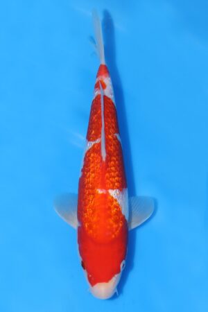 Gin Rin Kohaku - SK-TZO21