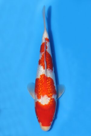 Gin Rin Kohaku - SK-TZO25