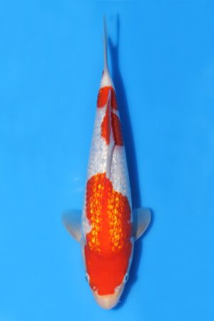 Gin Rin Kohaku - SK-TZO28