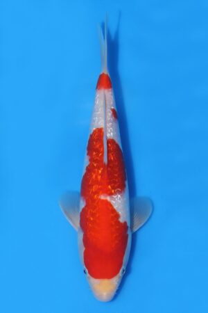 Gin Rin Kohaku - SK-TZO30