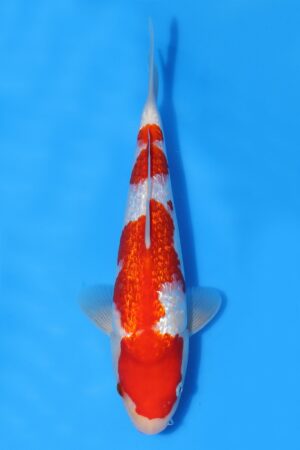 Gin Rin Kohaku - SK-TZO32