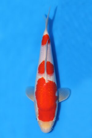 Kohaku - SK-TZO04