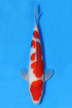 Kohaku - SK-TZO05