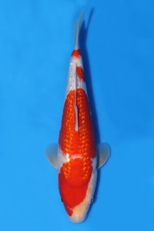 Gin Rin Kohaku - SK-TZO08