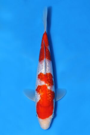Gin Rin Kohaku - SK-794