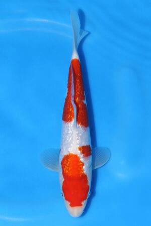 Gin Rin Kohaku - SK-793