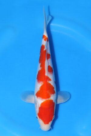Kohaku - SK-819