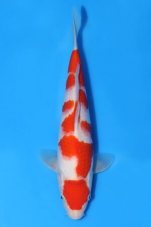 Kohaku - SK-814