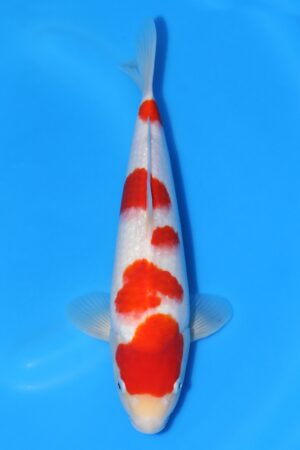 Kohaku - SK-848