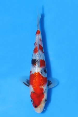 Gin Rin Showa - SK-KBN22