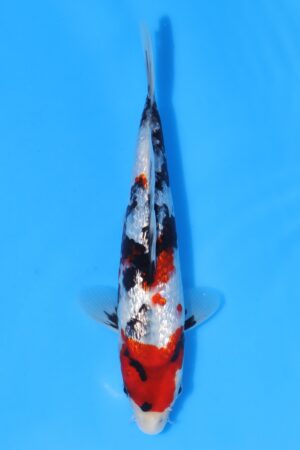 Gin Rin Showa - SK-KBN30