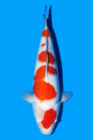 Kohaku - SK-934