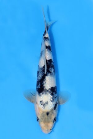 Shiro Utsuri - SK-OMT18