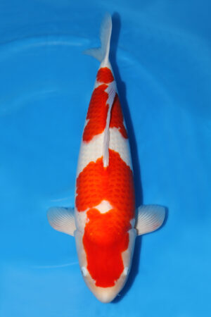 Kohaku - SK-473