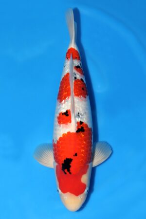 Gin Rin Sanke - SK-603