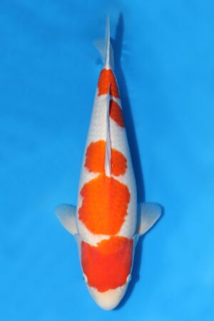 Kohaku - SK-712