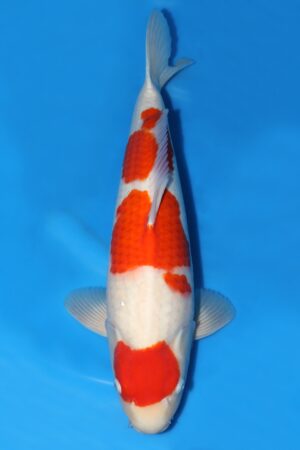 Kohaku - SK-670