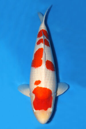 Kohaku - SK-669