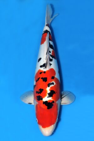 Doitsu Sanke - SK-731