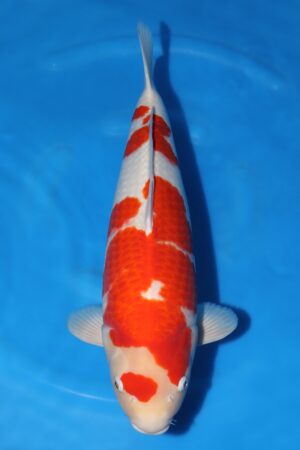 Kohaku - SK-546