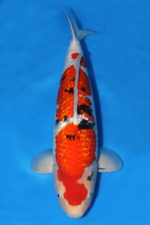 Gin Rin Sanke - SK-SCO05