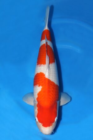 Kohaku - SK-777
