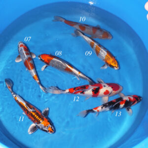 Kokai Mix - SK-KKI07 to 13