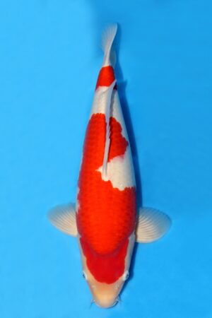 Kohaku - SK-942