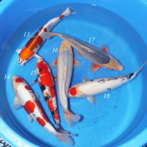 Takahashi Mix - SK-THI13 to 18